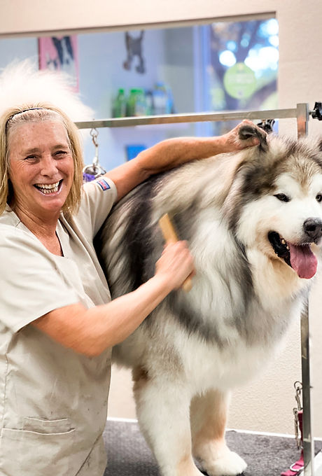 Freshly groomed dog at Shellie's Grooming