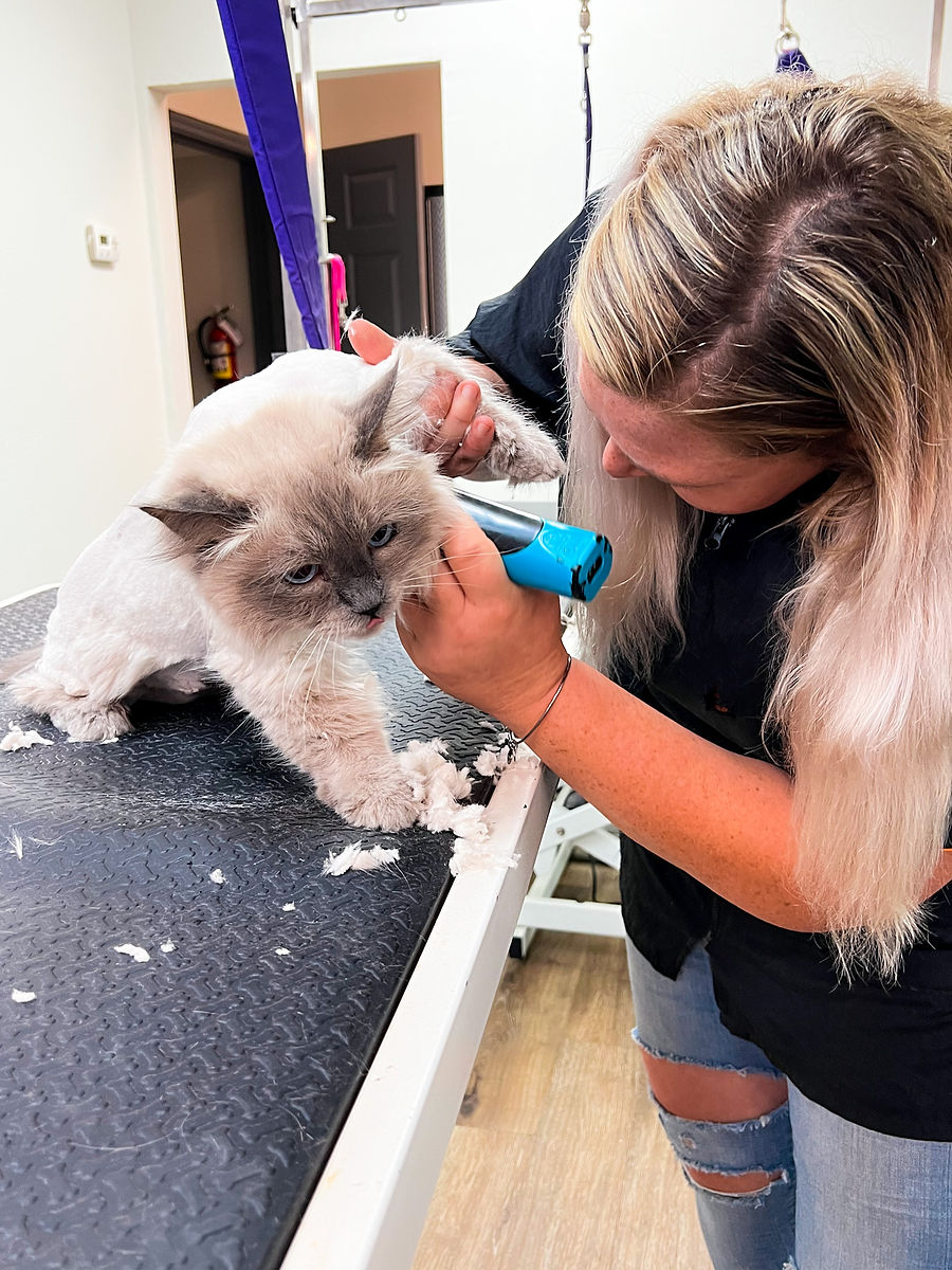 Shellie's Grooming Instagram dog