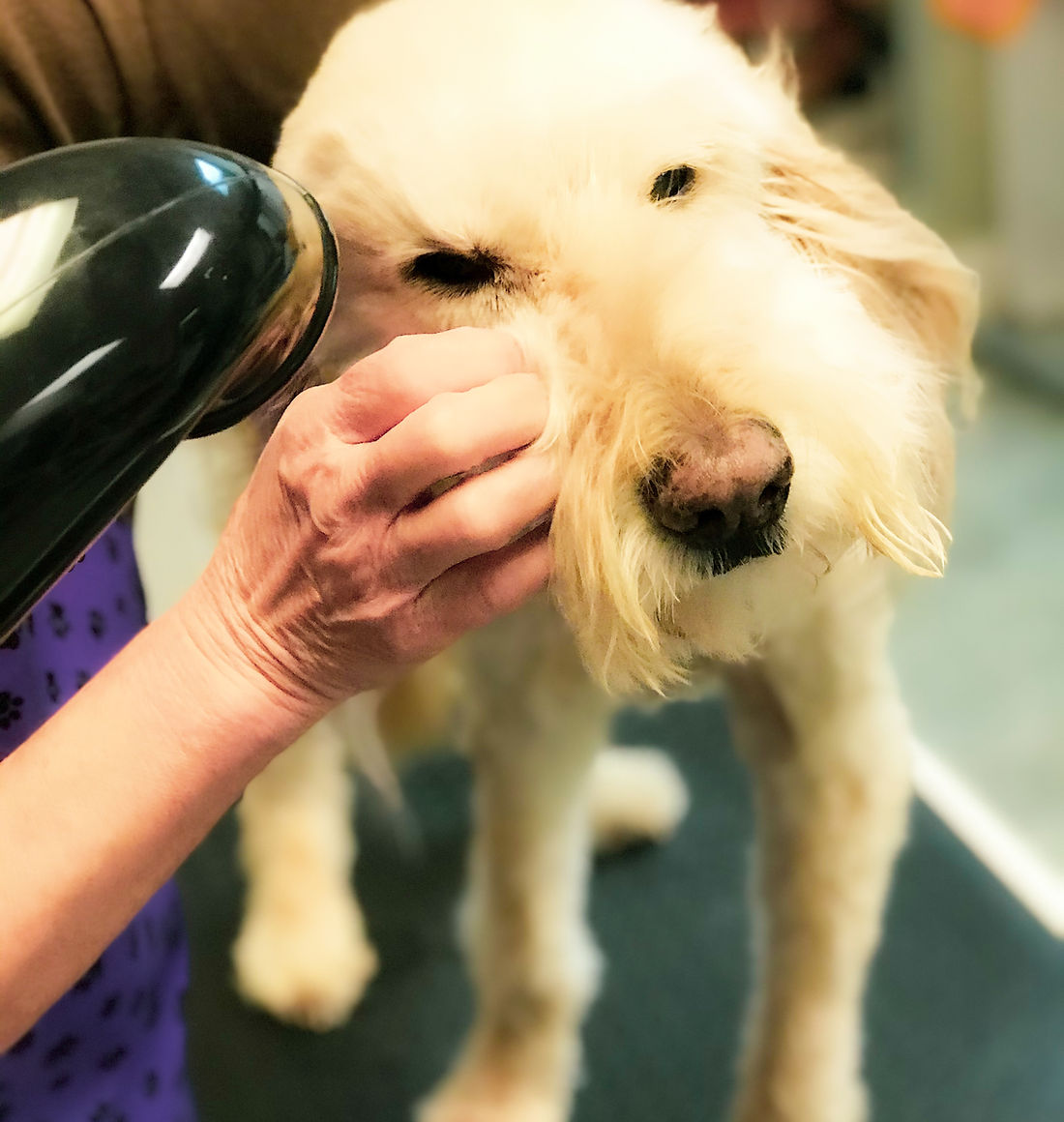 Dog receiving a spaw bath